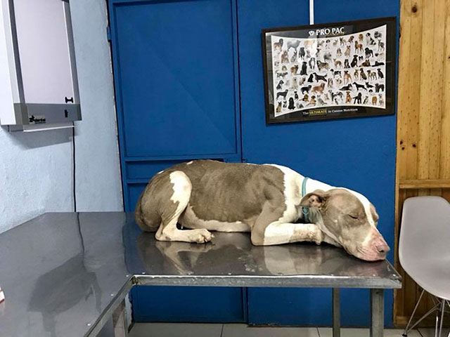 cala dog rescue