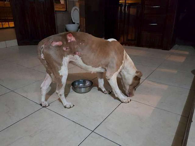 cala dog rescue
