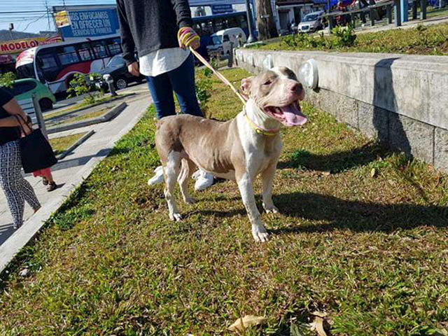 cala dog rescue
